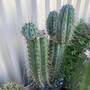 kojonup-red-spine1.jpg