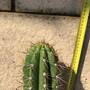 trichocereus-lamprochlorus-fields-lamprochlorus2.jpg