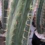 pxl_20251102_twin_spine_2.jpg
