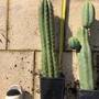 trichocereus-lamprochlorus-fields-lamprochlorus.jpg