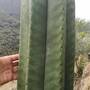cactus-culture-1.jpg