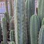 pxl_20260711_lotusland_huanu_-2.jpg