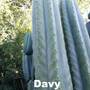 davy-2.jpg